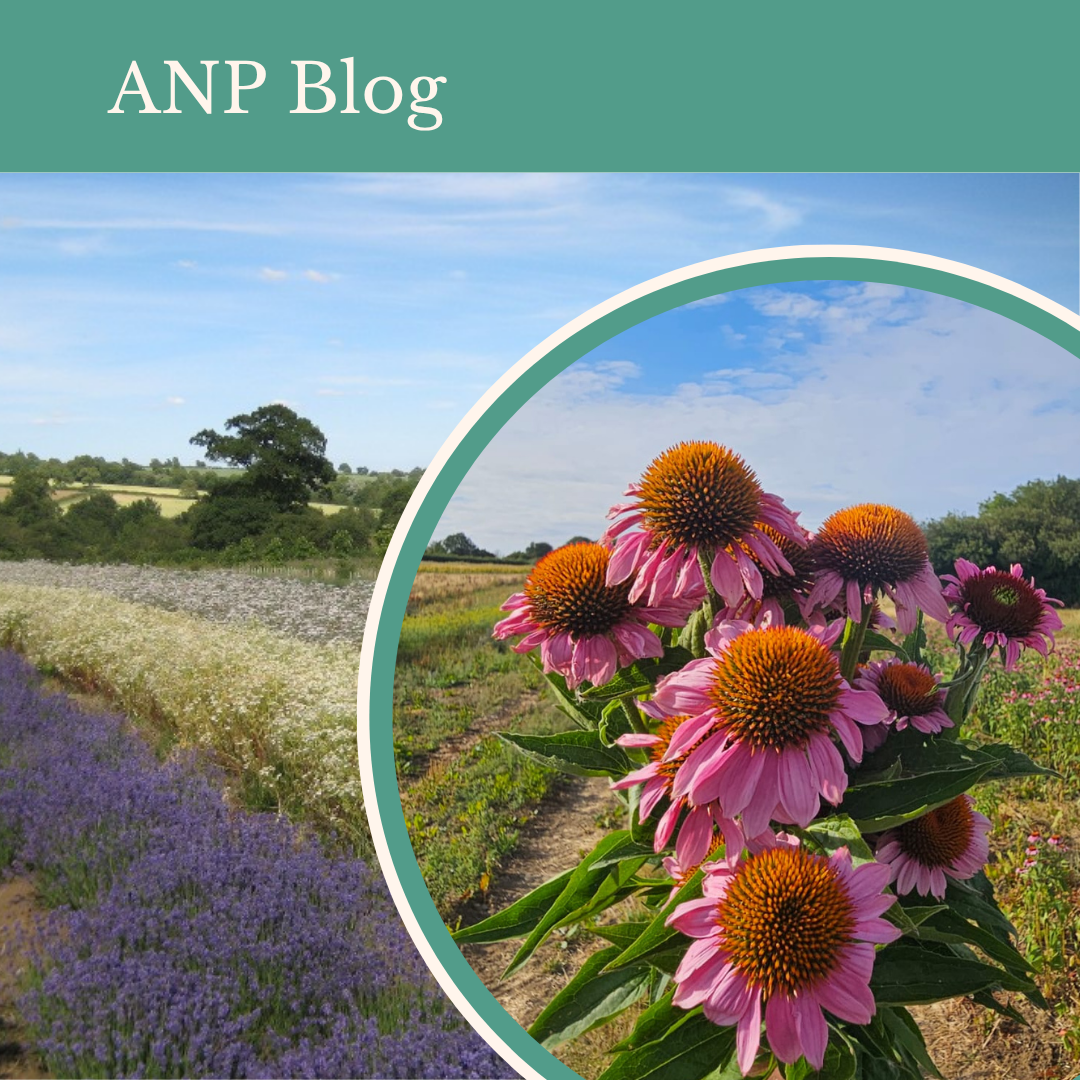 From Seed to Tincture: Why Traceability Matters in Herbal Medicine