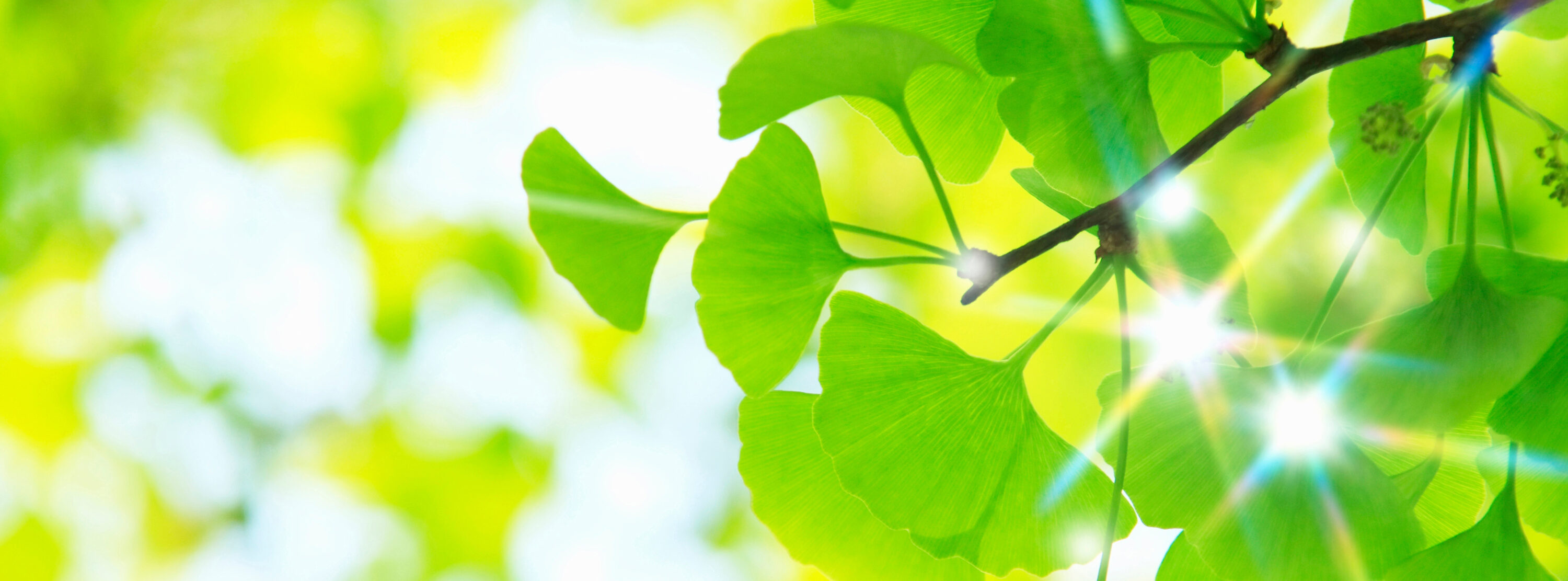 Rachel Johnson Herbalist